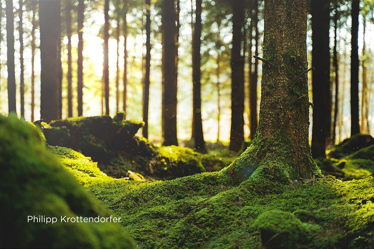 CEWE Photo Award - „beautiful morning in the forest“ - ©Philipp Krottendorfer