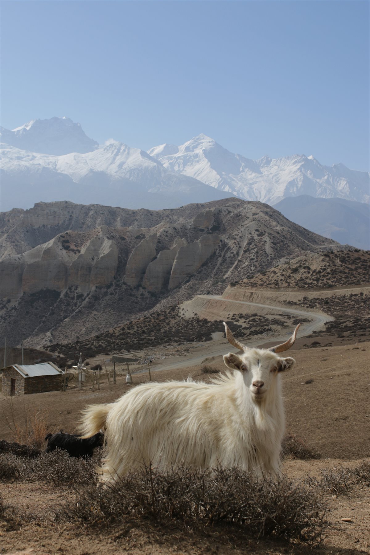 MOGLI & MARTINI_Kaschmirziege vor Annapurna Himal