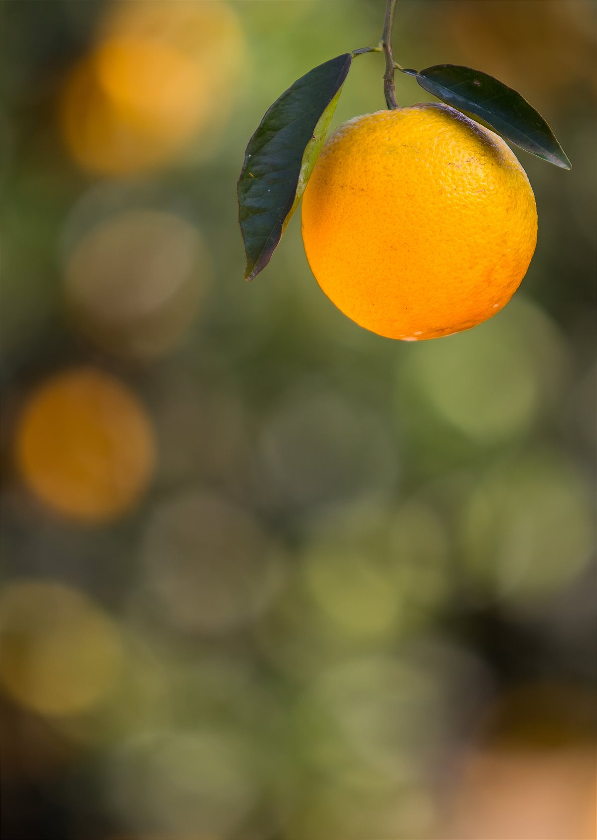 RAUCH_Orange Juice_06