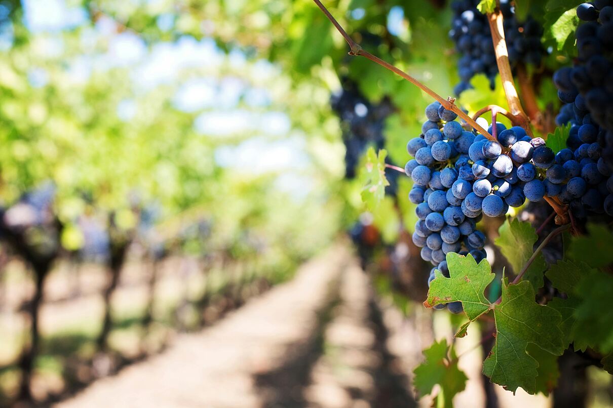 Italian Wine Experience (9) ©pexels