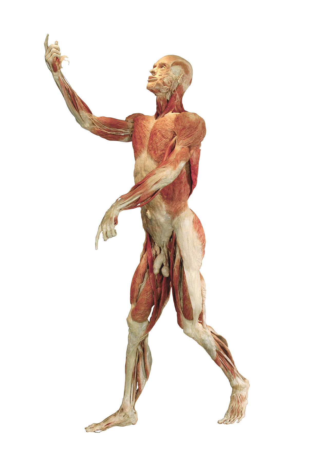 KOERPERWELTEN_Autopsy-Body ©Koerperwelten