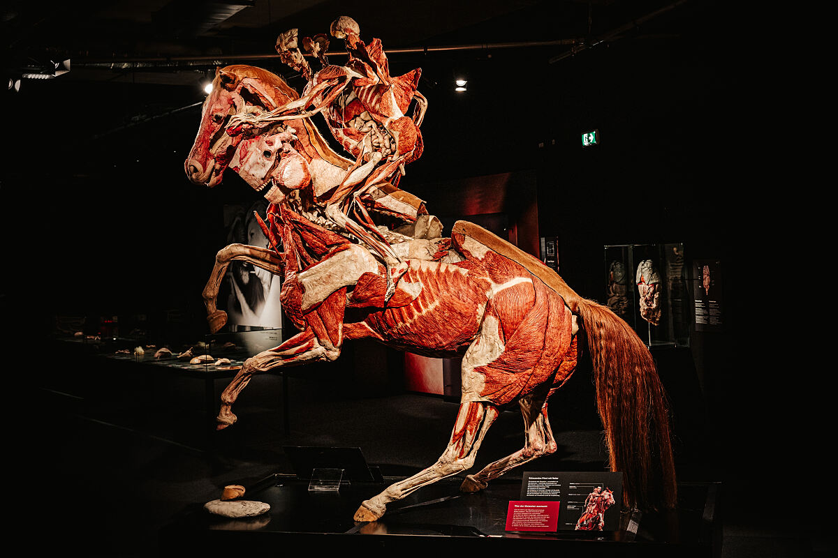 KOERPERWELTEN – Am Puls der Zeit – Wiener Stadthalle (c) Philipp Lipiarski_07